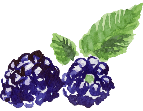 手绘水彩蓝色桑葚