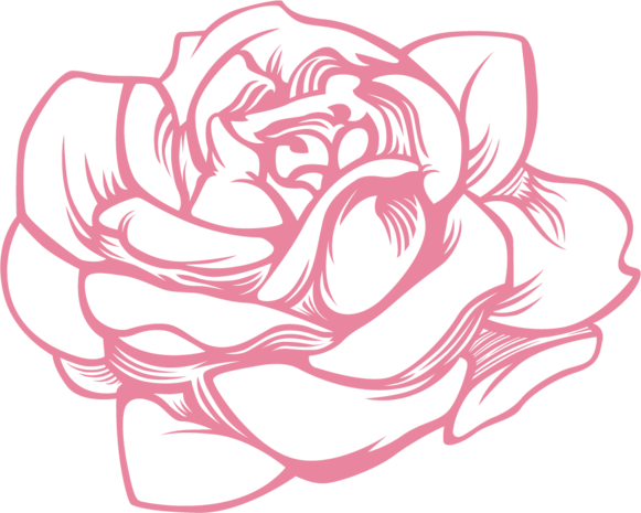 手绘素描粉色牡丹花