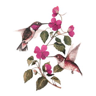 水墨花鸟背景素材pngpngpsd2000*2000一株粉红彩绘花pngpsd2000*2000