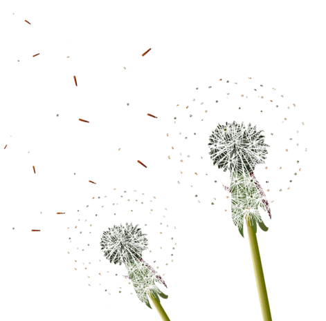 漫天飞舞的蒲公英