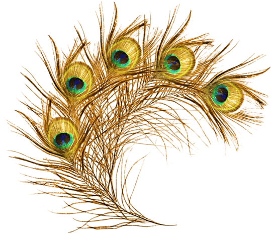 彩色孔雀羽毛