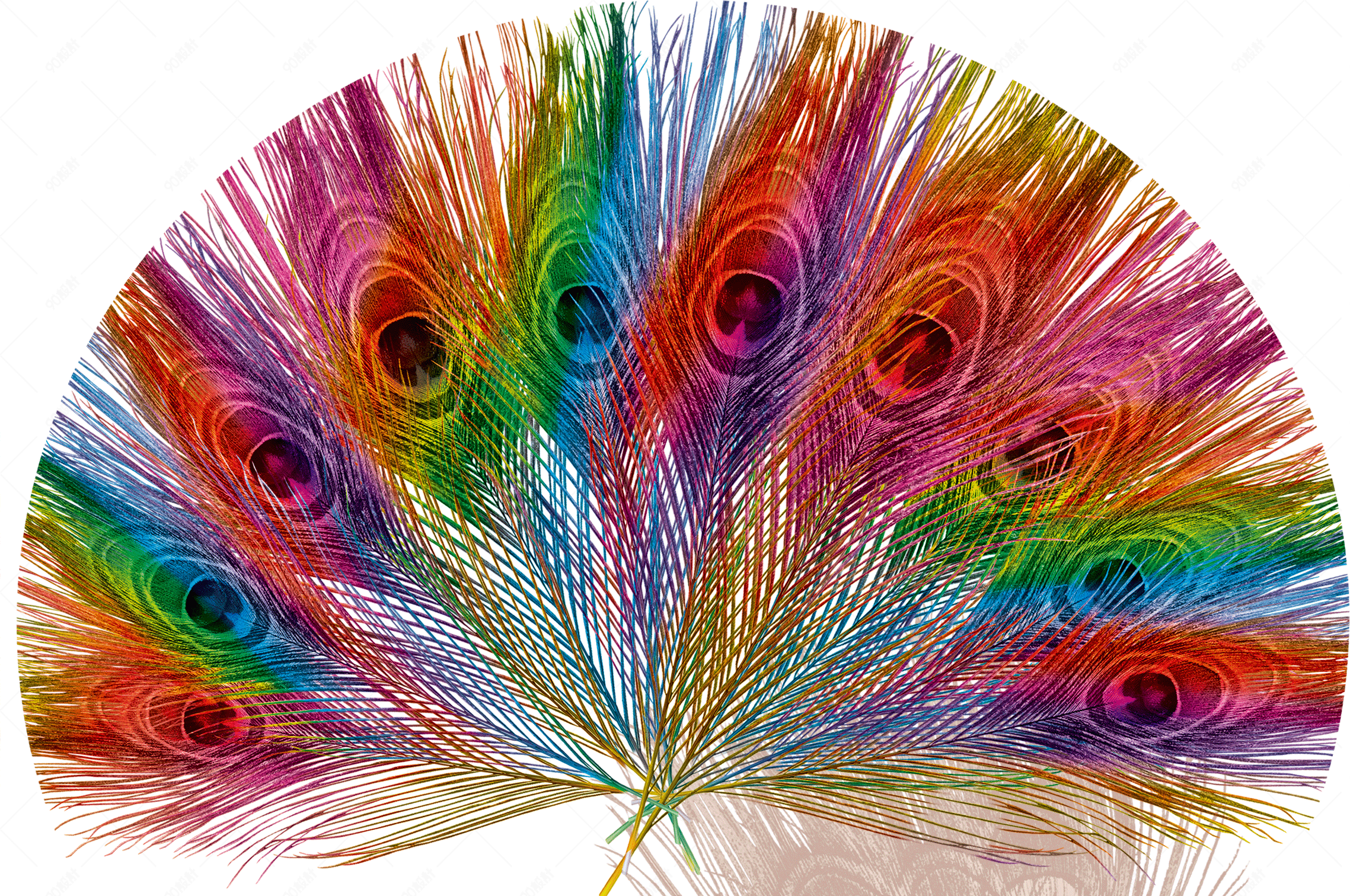彩色孔雀开屏羽毛
