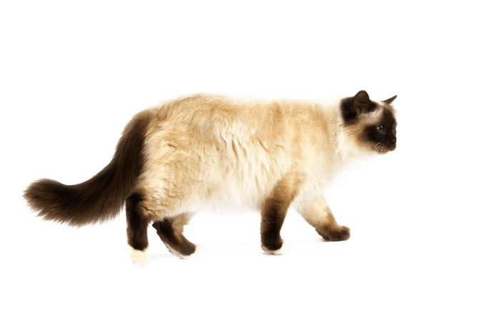 花猫图片大全_花猫图片素材【png免费下载】-90设计网