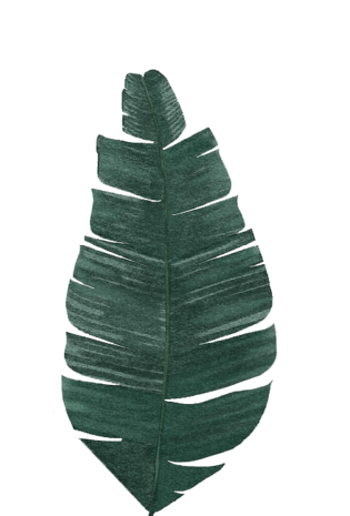 植物芭蕉叶图片大全