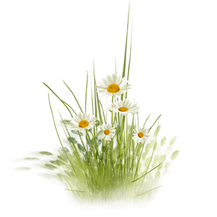 雏菊素材pngpsd2000*2000小清新风菊花pngpsd2000*2000手绘白菊花png