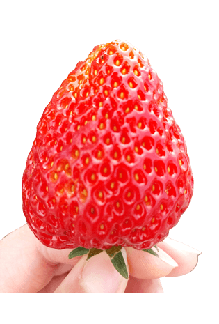 草莓新鲜图片大全