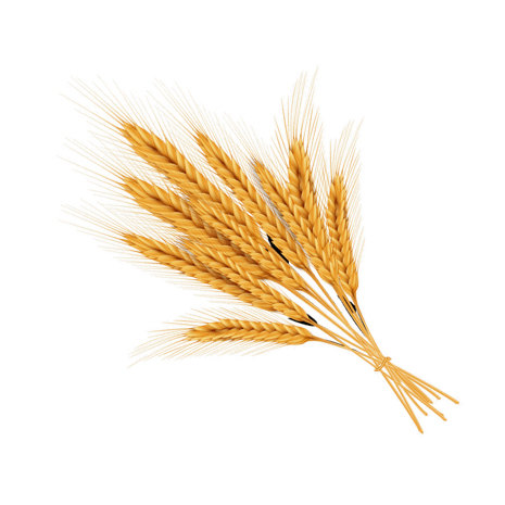 小麦素材图片大全