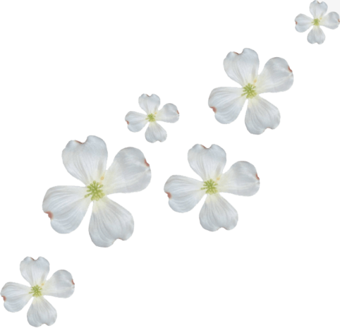 白色花瓣pngpsd2000*2000活动背景素材飘花小花瓣pngpsd2000*2000卡通