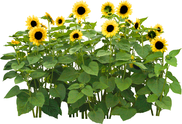向日葵花丛pngpsd2000*2000鲜花郁金香pngpsd2000*2000