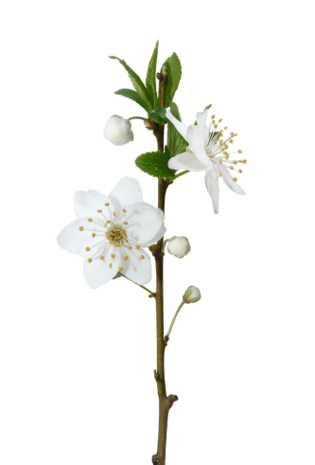 梨花图片大全_梨花图片素材【png免费下载】-90设计网