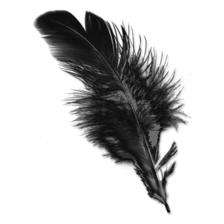 精美羽毛图片大全_精美羽毛图片素材【png免费下载】-90设计网