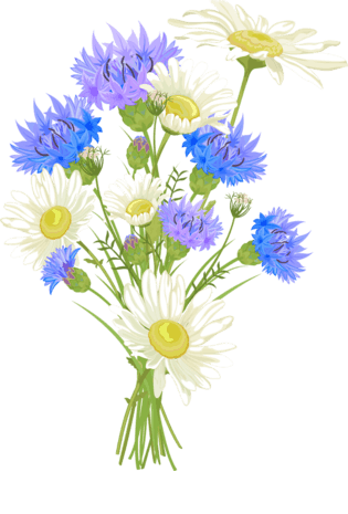 卡通雏菊图片大全