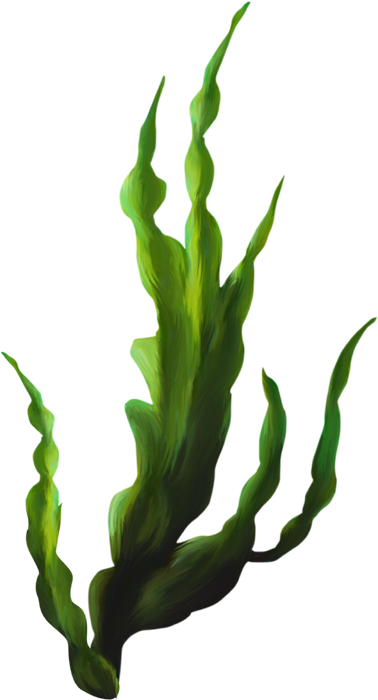 海藻卡通_海藻png素材