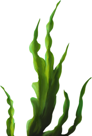 绿色海藻图片大全_绿色海藻图片素材【png免费下载】-90设计网