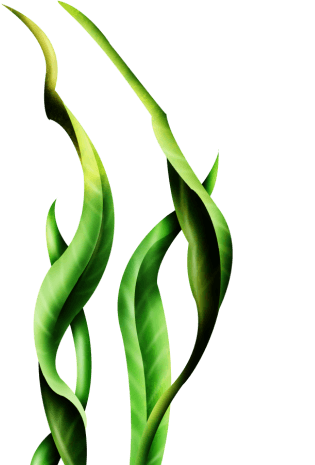 海藻卡通图片大全_海藻卡通图片素材【png免费下载】-90设计网