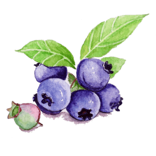 卡通蓝莓图片大全