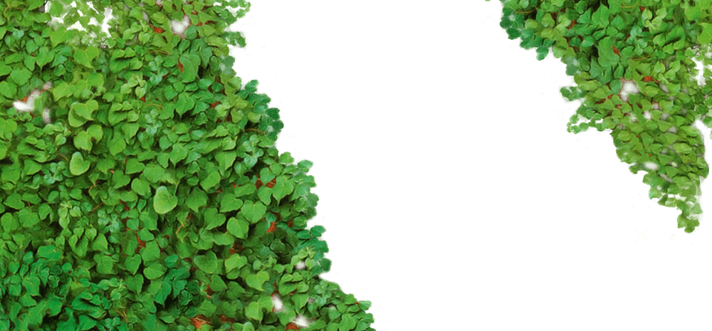 藤蔓背景图片大全