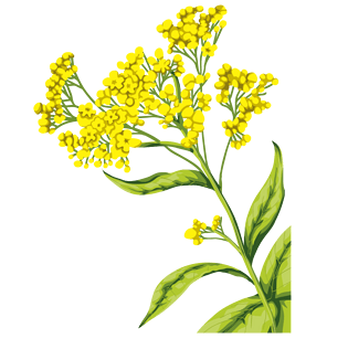 手绘油菜花图片大全