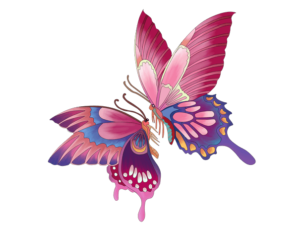 春夏彩色蝴蝶飞舞玩耍的动物