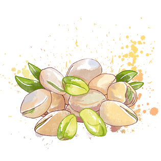 春夏水彩开心果坚果白色零食