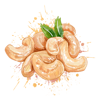 腰果手绘图片大全