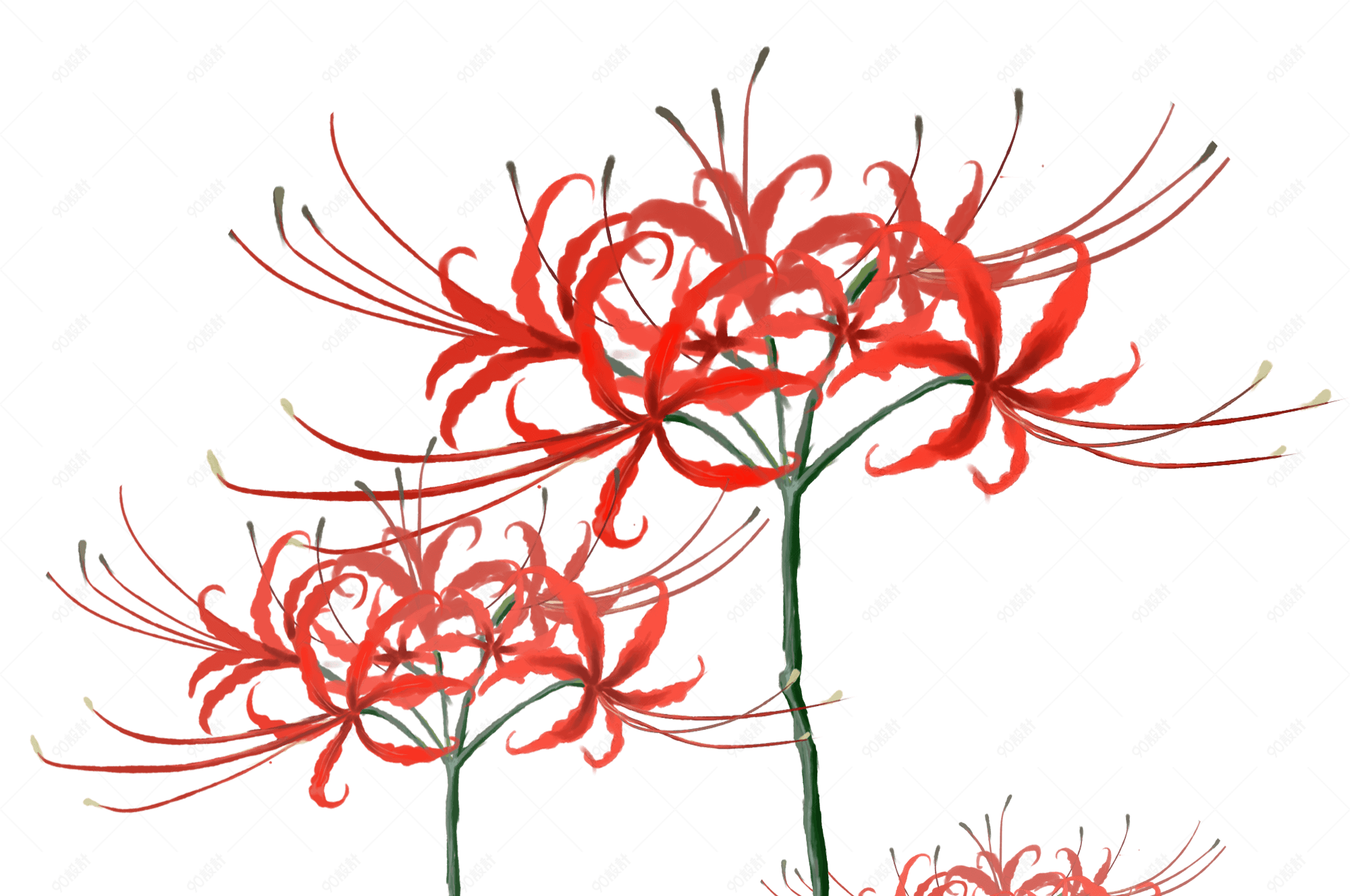 母亲节表白节手绘红色彼岸花朵装饰