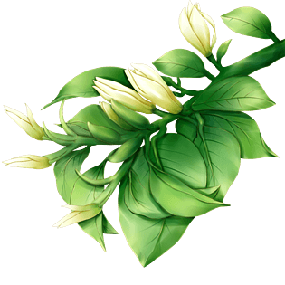 立夏白兰花绿色植物白色花朵