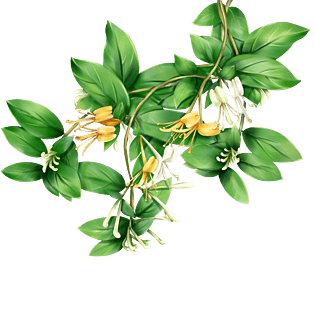 立夏金银花白色黄色小花朵绿叶装饰