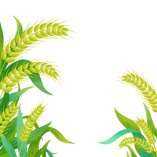 手绘稻谷图片大全