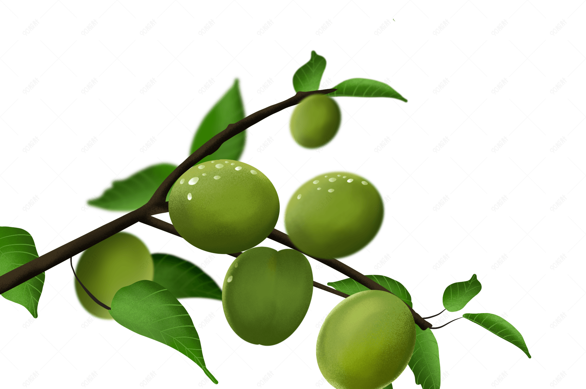 小满绿色植物青梅装饰树枝