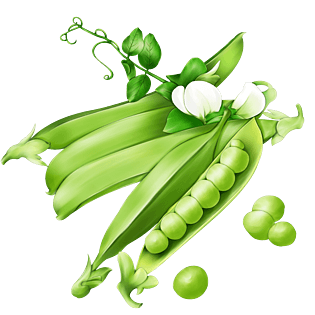 元素pngpsd2000*2000手绘卡通绿色蔬菜豆子豌豆荚插画设计pngpsd2000