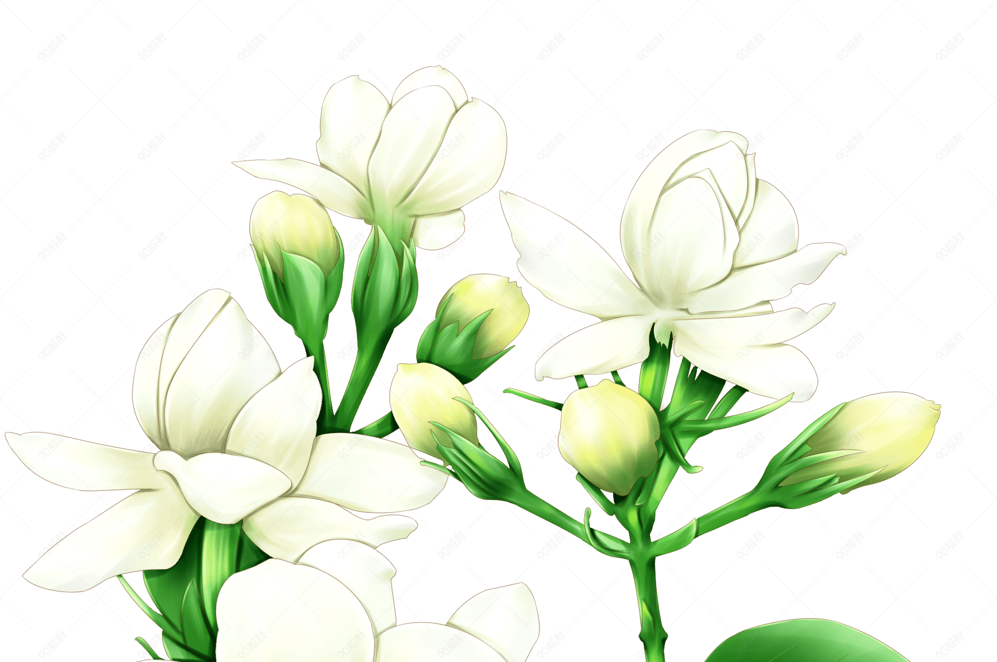 夏至手绘卡通白色茉莉花