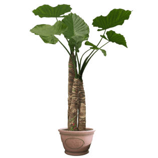 植物盆景免抠png透明素材