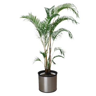 植物盆景免抠png透明素材