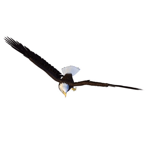 老鹰图片大全_老鹰图片素材【png免费下载】-90设计网