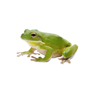 青蛙 png图片大全