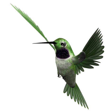 绿毛翡翠鸟免抠png素材