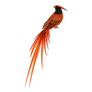 酒红朱雀免抠png素材