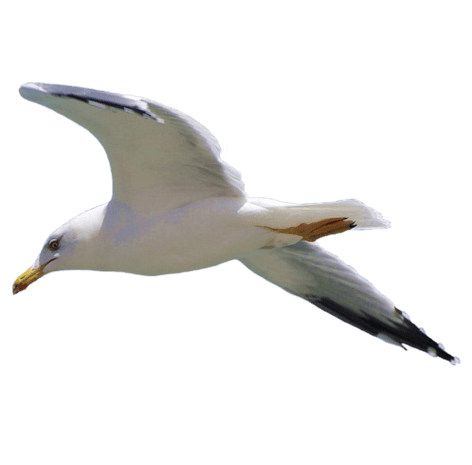 海鸥免抠png素材