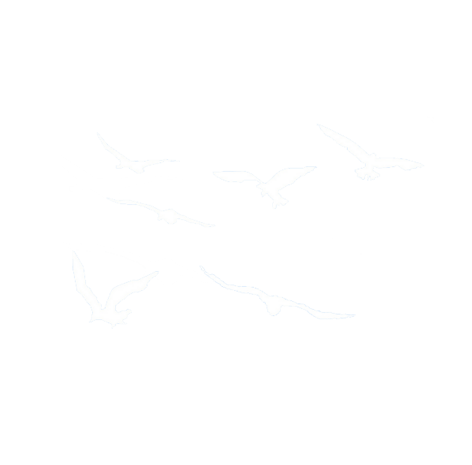 海鸥免抠png素材