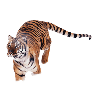 老虎图片图片大全