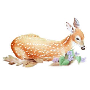 梅花鹿免抠png图片素材