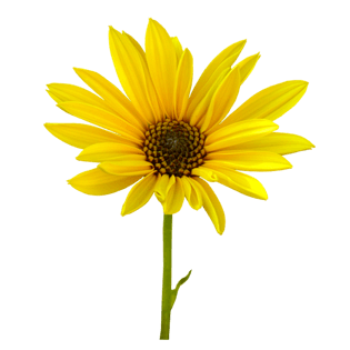 单枝花图片素材【png