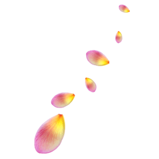 漂亮花瓣png免抠图素材