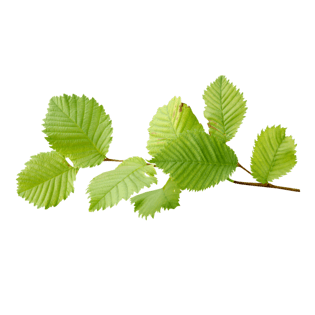 植物绿叶png免抠图素材