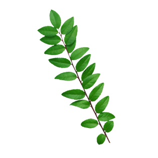 绿色叶子植物儿png免抠图素材pngpsd2000*2000植物绿叶png免抠图素材