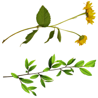 花儿植物绿叶png免抠图素材pngpsd2000*2000植物绿叶png免抠图素材png