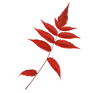 png素材树叶图片大全