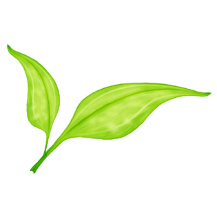 植物树叶免抠png图片