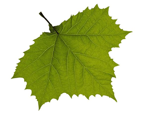 植物树叶免抠png图片